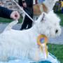 westie campion