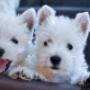 westie