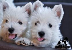 Canisa Westie