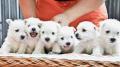 catei westie