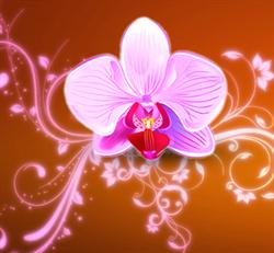 Floraria Phalaenopsis