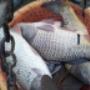Încărcat de vizitator în 28.11.2016  - crap viu intre 2kg-3kg/buc.