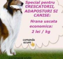 SC Dog Projects SRL