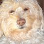 Alti Pet Salon