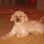 Alti Pet Salon