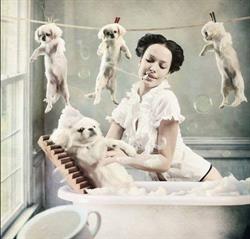 Alti Pet Salon