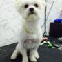 Dolly1
