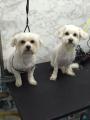 Dolly - coafor canin