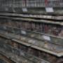 Producator custi prepelite Bucuresti