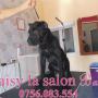 Daisy la Salon Bafy
