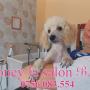 Honey la Salon Bafy