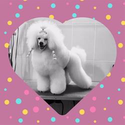 Stylish Pets