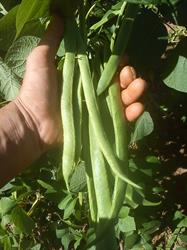ProAgricultura