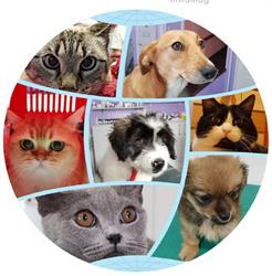 Vet Medical Consulting