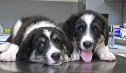 Cabinet Veterinar AnimalMed
