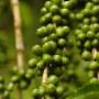 Cafea verde