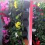 Flori