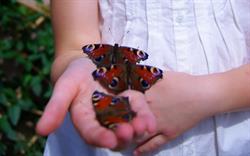 BUTTERFLY TRADING SRL